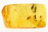 Fossil Ant-Like Leaf Beetle, Thrip, and True Midge in Baltic Amber #273362-1